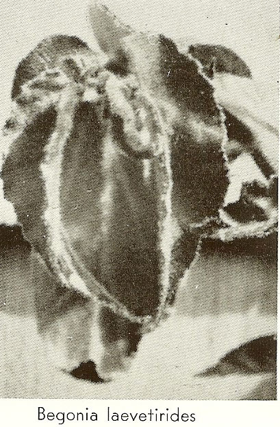 B. laetevirides